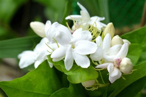 Sampaguita o Sampagita .